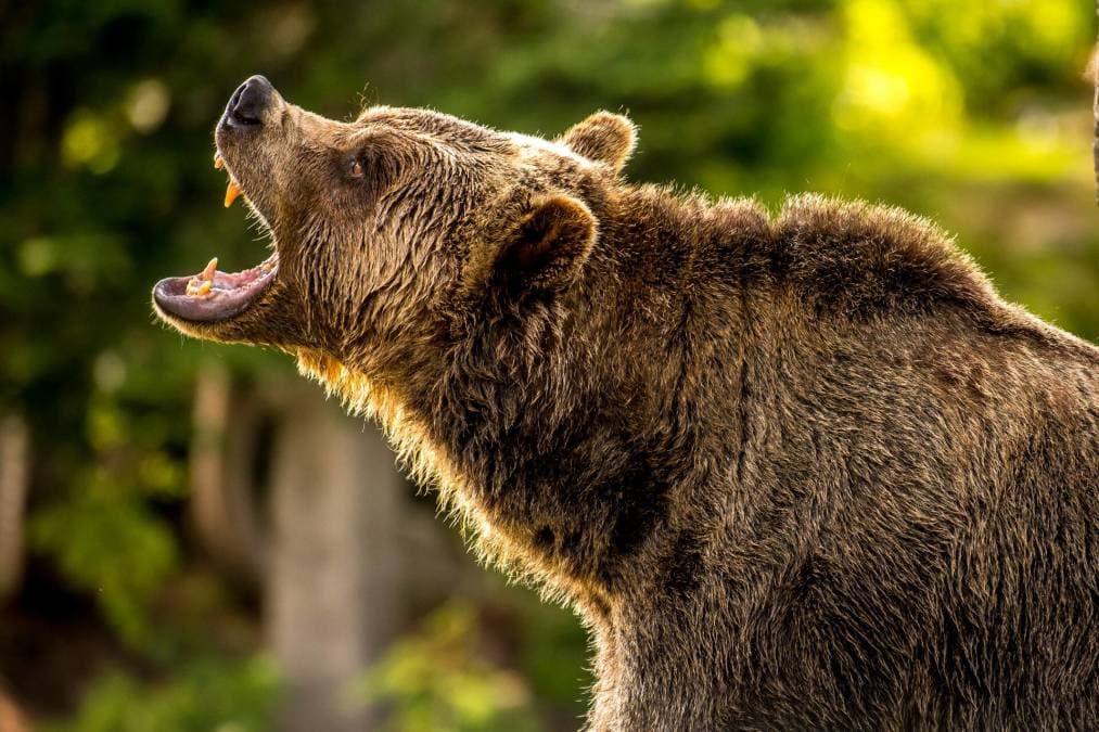 Bearish Bets: 3 Stocks You Should Consider Shorting This Week