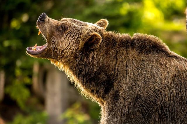 Bearish Bets: 3 Stocks You Should Consider Shorting This Week