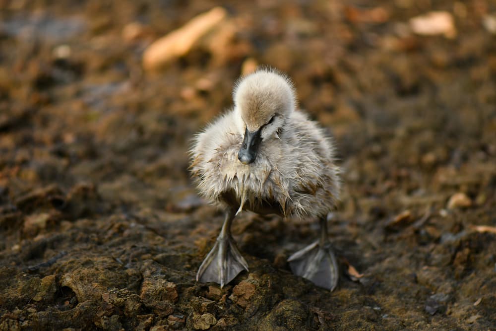 An Attractive Bet on an Ugly Duckling