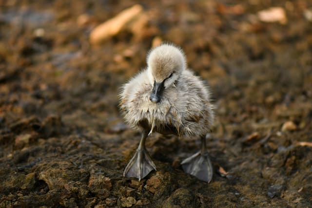 An Attractive Bet on an Ugly Duckling