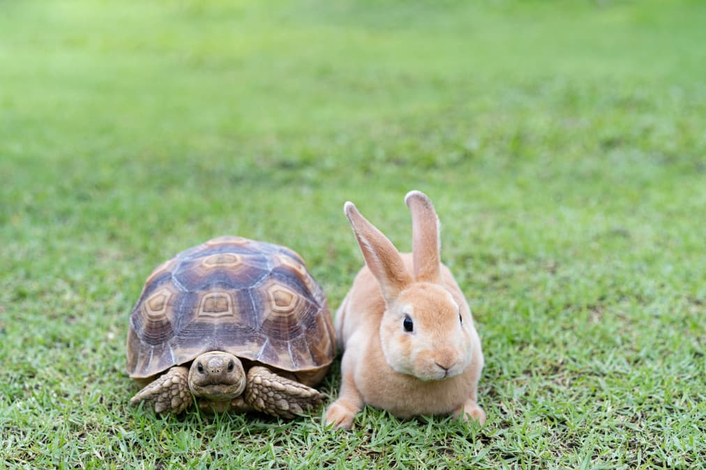 In a Market Chasing AI, My Money's on a Tortoise in Value Territory