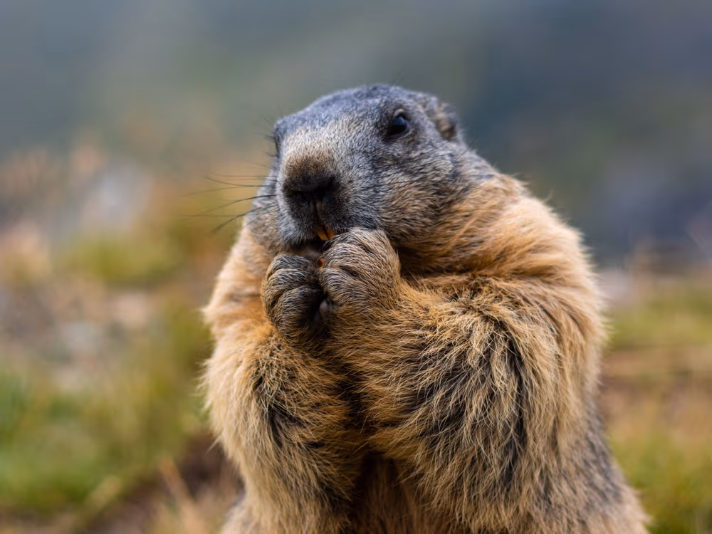 Groundhog day