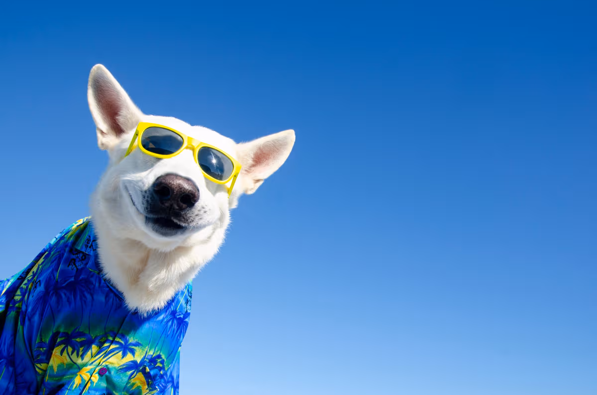 Don’t Be Lulled By the Dog Days of August